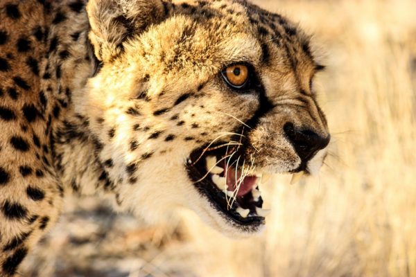 Wildlife Photography – Part 2: Namibia